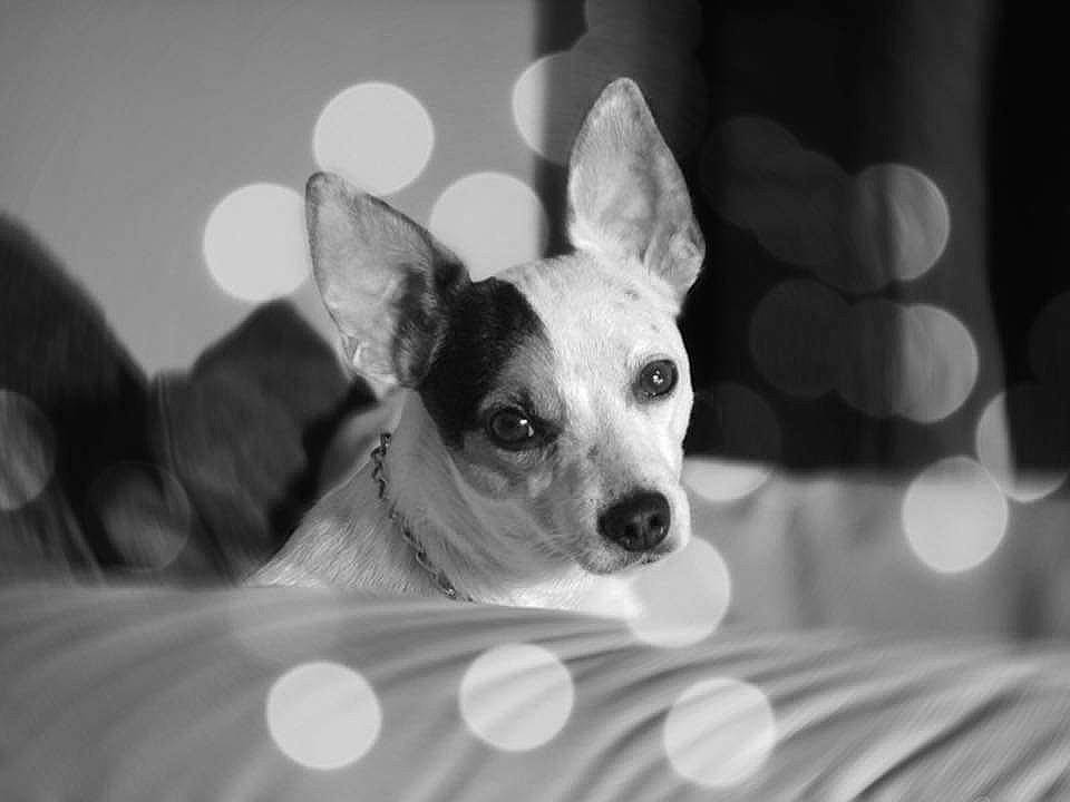 Jay participe au concours pour gagner de l'argent avec cette photo : black_and_white, canidae, carnivore, chihuahua, companion_dog, dog, dog_breed, ear, mammal, monochrome, monochrome_photography, photography, puppy, rat_terrier, snout, teddy_roosevelt_terrier, toy_fox_terrier, vertebrate, whiskers, white
