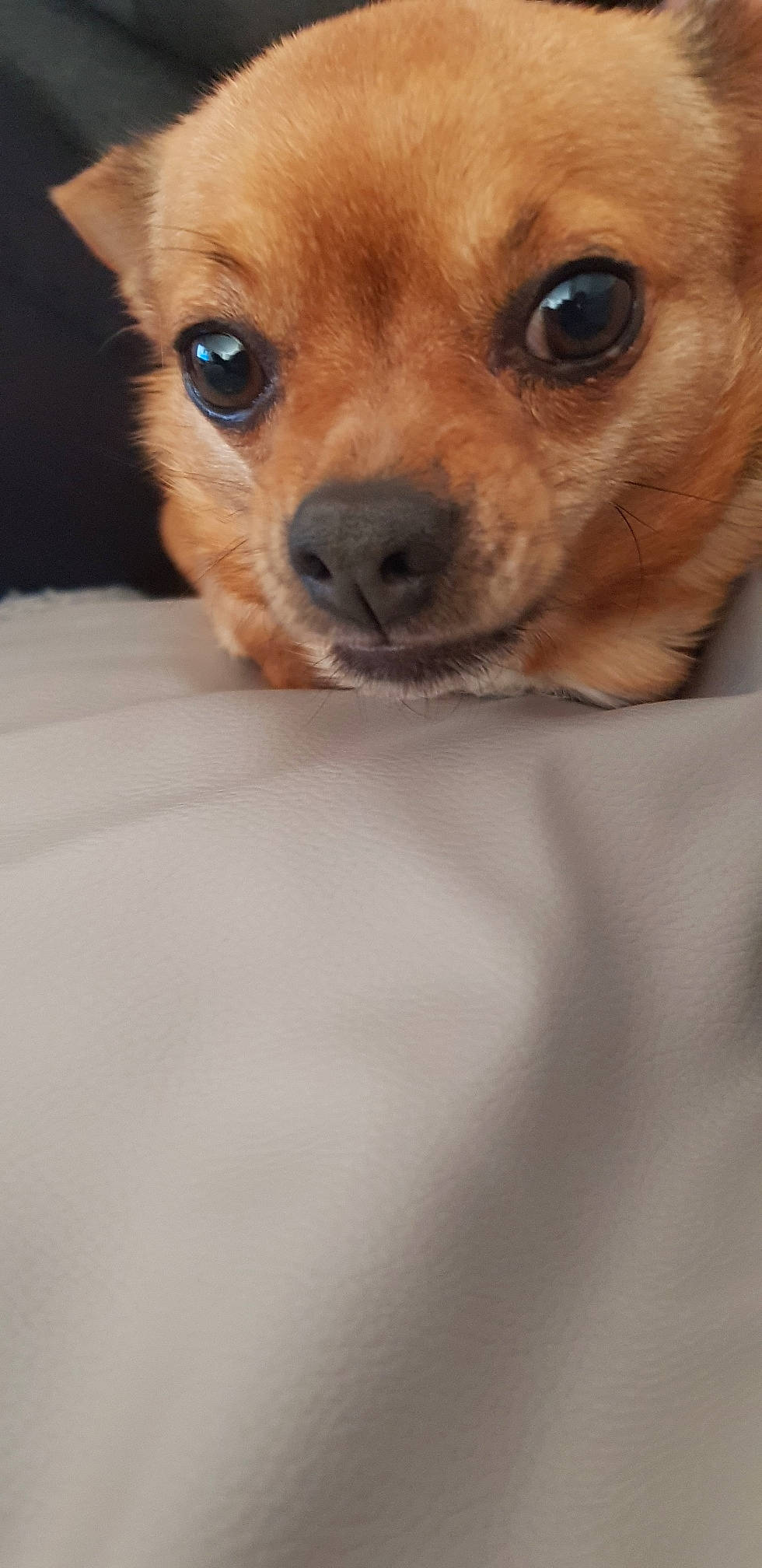 Mylo participe au concours pour gagner de l'argent avec cette photo : canidae, carnivore, chihuahua, close_up, companion_dog, dog, dog_breed, eye, fur, head, mammal, nose, organ, pomeranian, puppy, skin, snout, toy_dog, vertebrate, whiskers