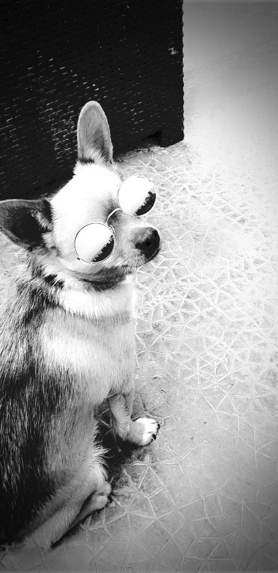 Mylo participe au concours pour gagner de l'argent avec cette photo : black_and_white, canidae, cardigan_welsh_corgi, carnivore, dog, dog_breed, ear, monochrome, monochrome_photography, nose, pembroke_welsh_corgi, snout, style, tail, welsh_corgi, whiskers, white