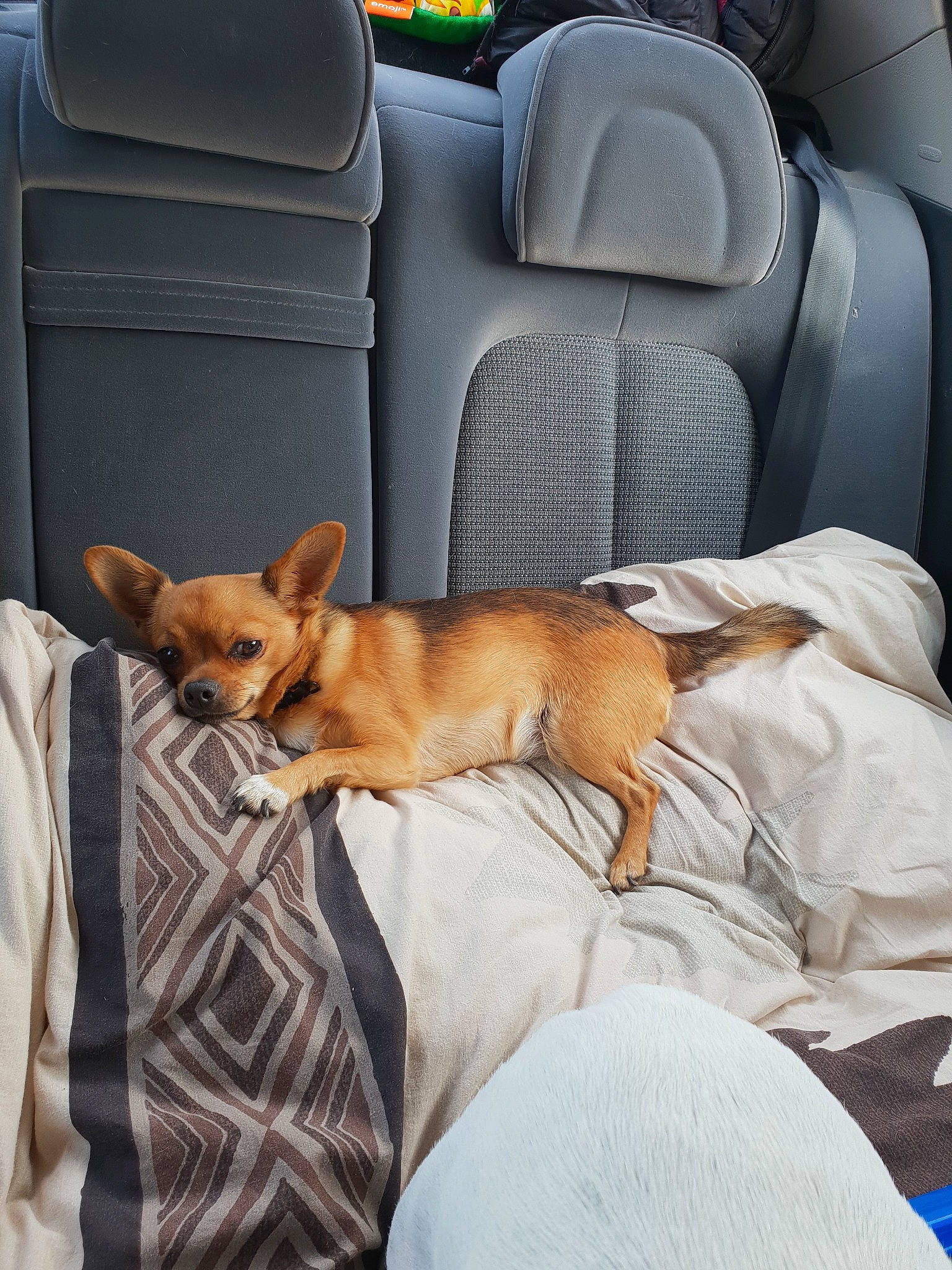 Mylo participe au concours pour gagner de l'argent avec cette photo : auto_part, canidae, car, car_seat, car_seat_cover, carnivore, carolina_dog, comfort, companion_dog, dog, dog_breed, fawn, mammal, pembroke_welsh_corgi, sporting_group, vehicle, welsh_corgi