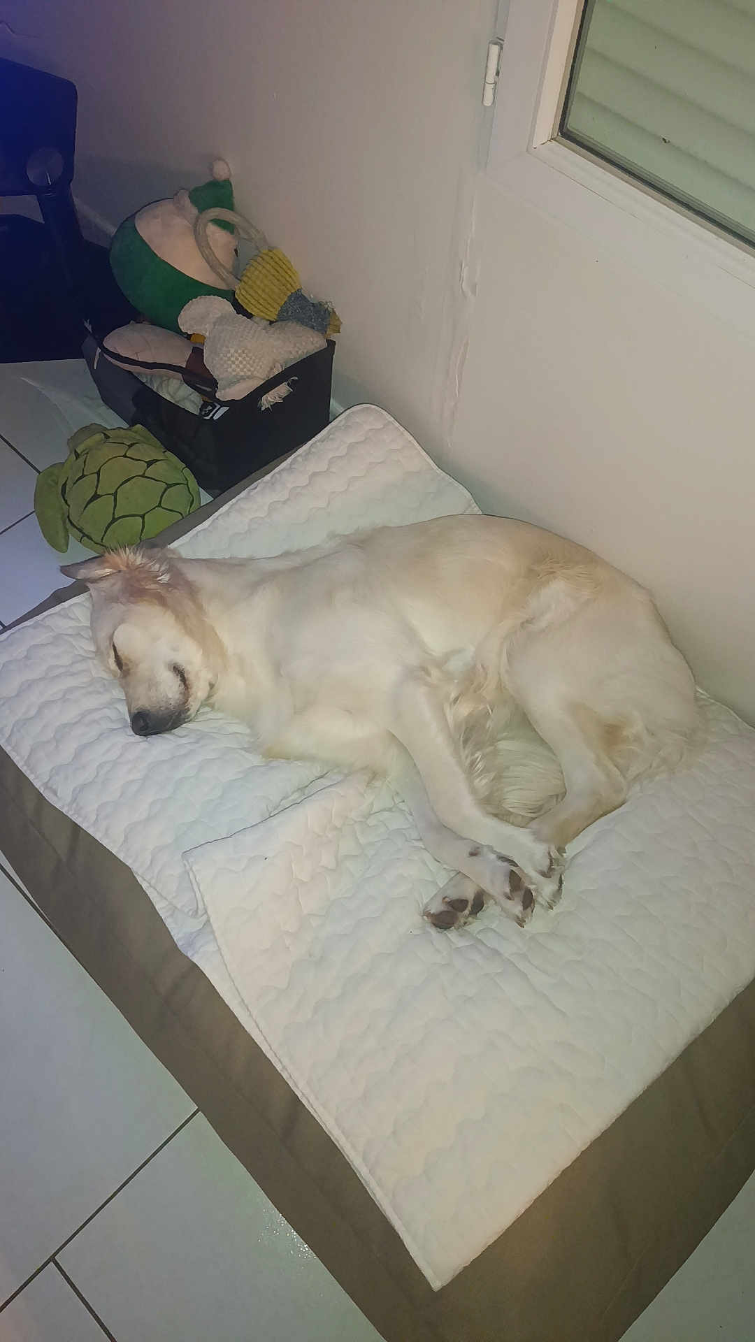 Plume participe au concours pour gagner de l'argent avec cette photo : dog, sleeping, bed, quilt, white, plush_toy, indoor, floor_tiles, relaxation, cozy, pet, animal, resting, quiet, home, window, soft_light, fur, canine, peaceful