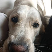 Plume participe au concours pour gagner de l'argent avec cette photo : dog, golden_retriever, close_up, pet, animal, rope_toy, playful, whiskers, fur, nose, mouth, indoor, floor, domestic_animal, cute, friendly, canine, toy, expression, looking