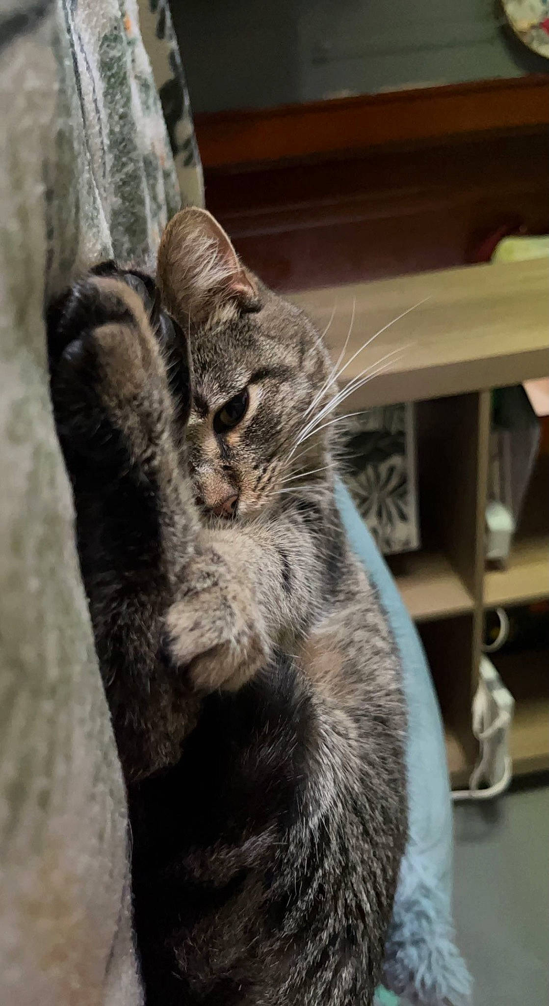 Mochi joined the competition — help win amazing prizes! carnivore, cat, claw, domestic_short_haired_cat, felidae, fur, grey, paw, small_to_medium_sized_cats, snout, tail, terrestrial_animal, tree, whiskers, window