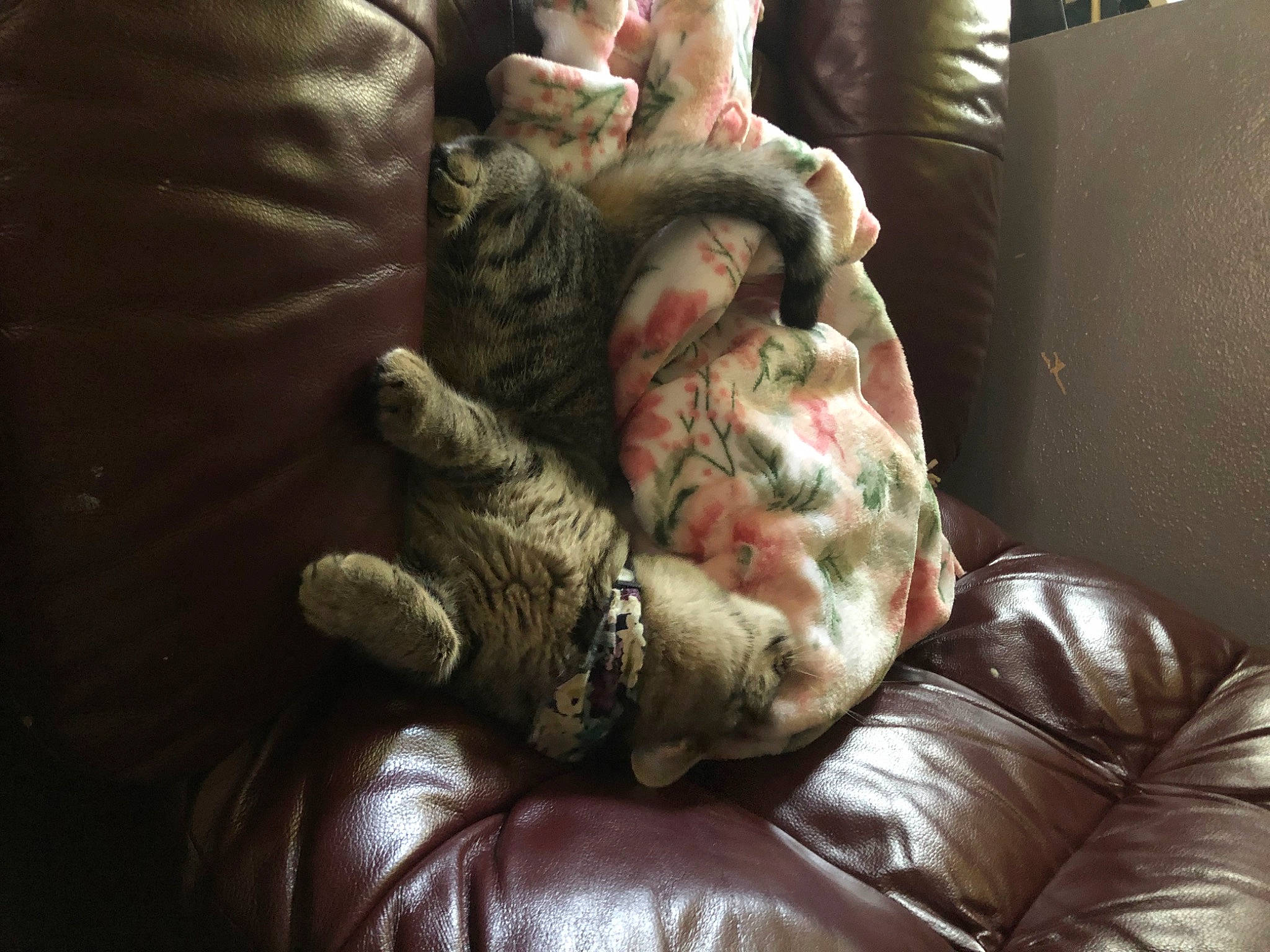 Mochi is registered to the contest to win money with this photo: carmine, comfort, couch, darkness, flesh, foot, fur, gesture, human_leg, nail, room, sitting, stuffed_toy, thumb, toy, wrinkle, wrist