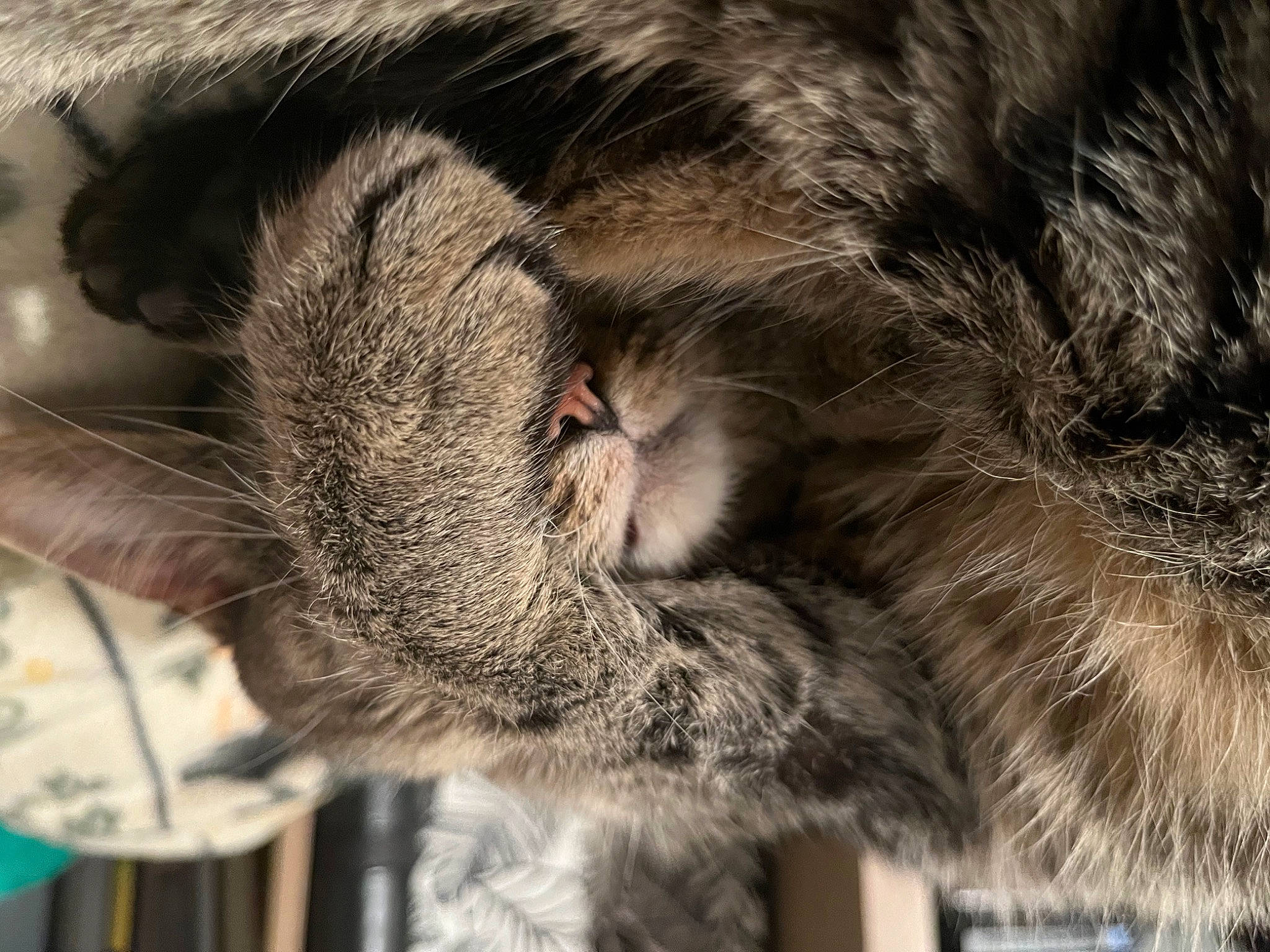 Mochi joined the competition — help win amazing prizes! carnivore, cat, claw, close_up, comfort, domestic_short_haired_cat, ear, felidae, fur, grey, mammal, nap, paw, small_to_medium_sized_cats, snout, tail, tree, vertebrate, whiskers, wildlife