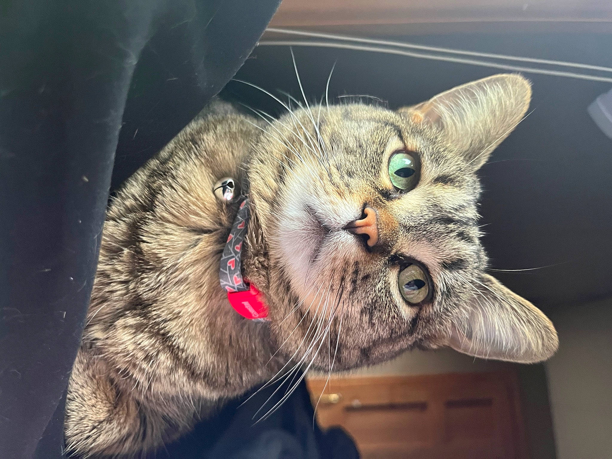 Mochi is registered to the contest to win money with this photo: carnivore, cat, claw, close_up, collar, domestic_short_haired_cat, ear, eye, fang, felidae, fur, human_body, jaw, paw, sitting, small_to_medium_sized_cats, snout, terrestrial_animal, whiskers, wildlife