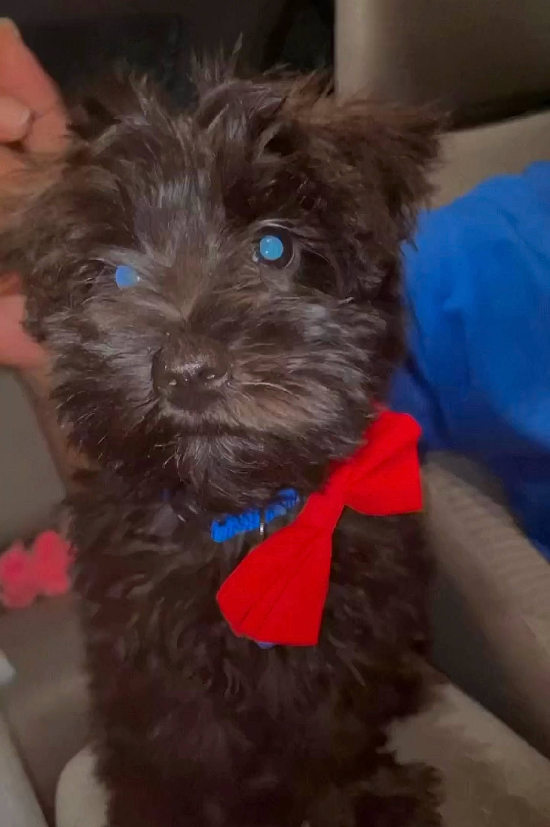 Boss is registered to the contest to win money with this photo: canidae, carnivore, collar, companion_dog, dog, dog_breed, dog_collar, dog_supply, electric_blue, fur, liver, maltepoo, pet_supply, small_terrier, snout, sporting_group, terrier, toy, toy_dog, working_animal