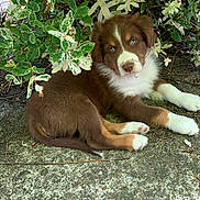 Marley a rejoint le concours — aidez-le/la à gagner de superbes lots ! puppy, dog, brown, white, blue_eyes, laying_down, outdoor, concrete, bush, green_leaves, variegated_leaves, nature, pet, young_dog, curious, fluffy, animal, resting, shade, close_up