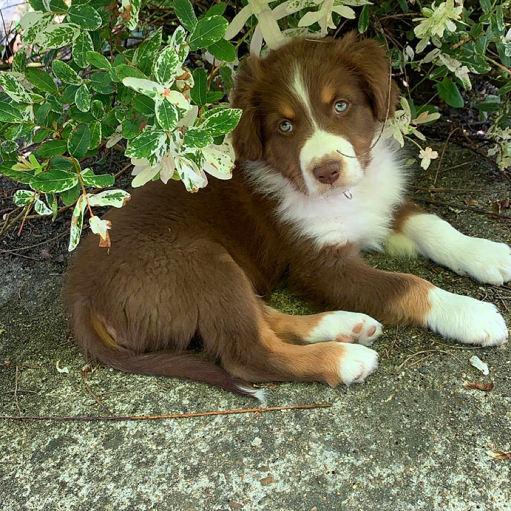 Marley a rejoint le concours — aidez-le/la à gagner de superbes lots ! animal, blue_eyes, brown, bush, close_up, concrete, curious, dog, fluffy, green_leaves, laying_down, nature, outdoor, pet, puppy, resting, shade, variegated_leaves, white, young_dog