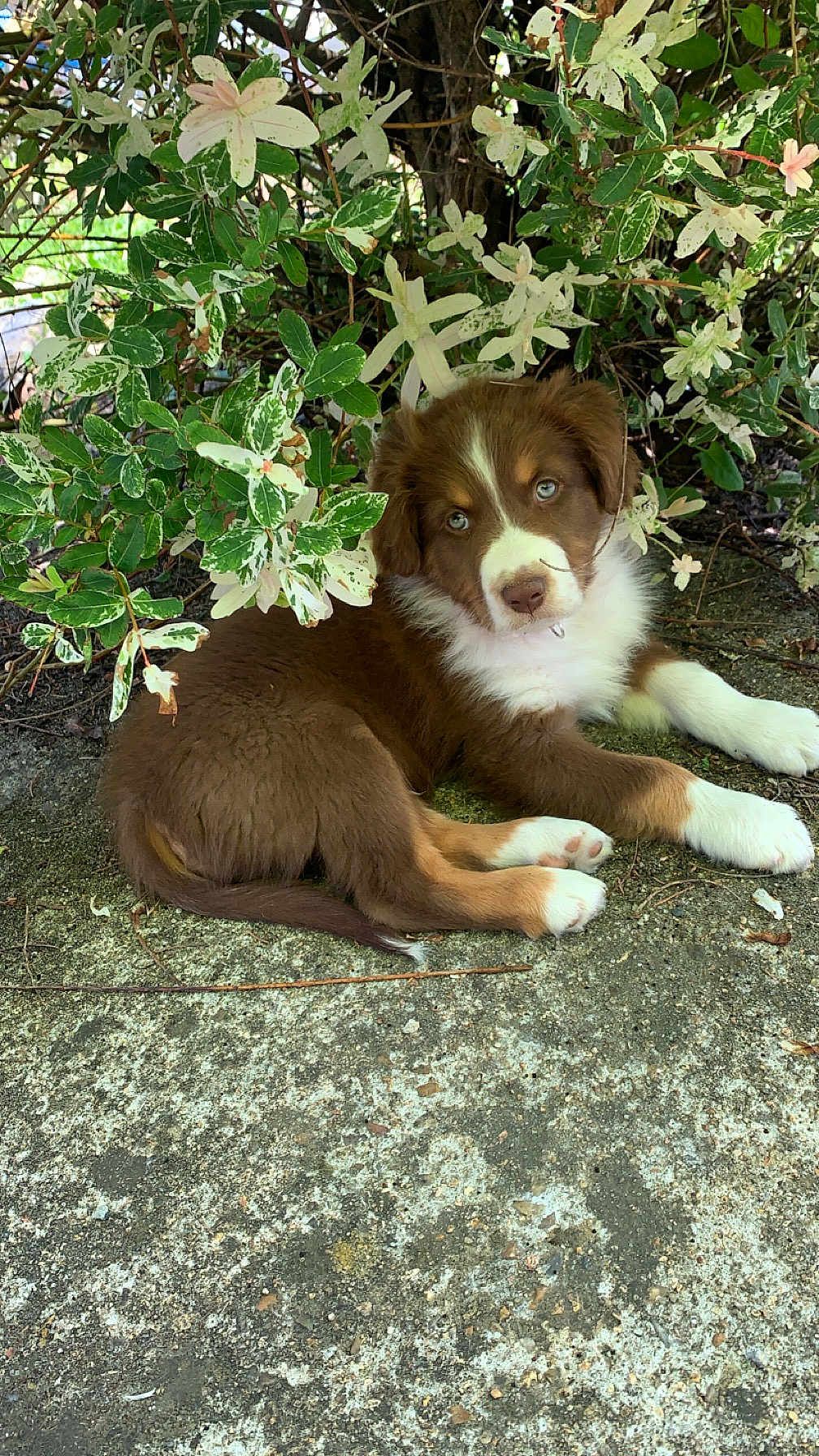 Marley a rejoint le concours — aidez-le/la à gagner de superbes lots ! puppy, dog, brown, white, blue_eyes, laying_down, outdoor, concrete, bush, green_leaves, variegated_leaves, nature, pet, young_dog, curious, fluffy, animal, resting, shade, close_up