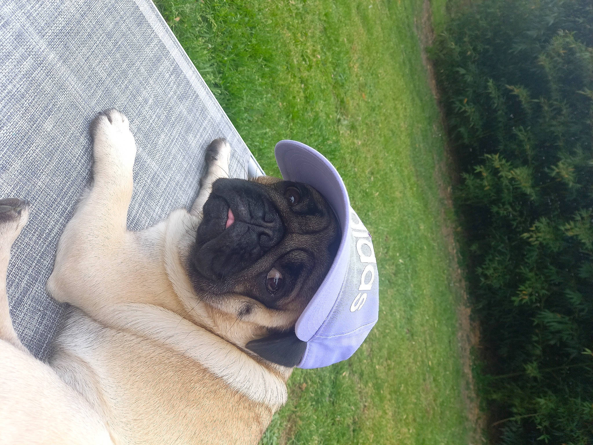 Sky participe au concours pour gagner de l'argent avec cette photo : canidae, carnivore, comfort, companion_dog, dog, dog_breed, dog_collar, fawn, foot, grass, human_leg, plant, pug, snout, sporting_group, tail, toy_dog, tree, working_animal, wrinkle