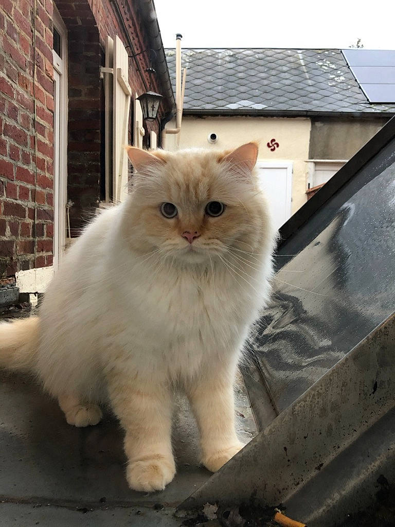 Nobel participe au concours pour gagner de l'argent avec cette photo : aegean_cat, asian_semi_longhair, british_longhair, british_semi_longhair, carnivore, cat, cymric, domestic_long_haired_cat, eye, felidae, mammal, norwegian_forest_cat, persian, ragamuffin, ragdoll, small_to_medium_sized_cats, turkish_angora, turkish_van, vertebrate, whiskers