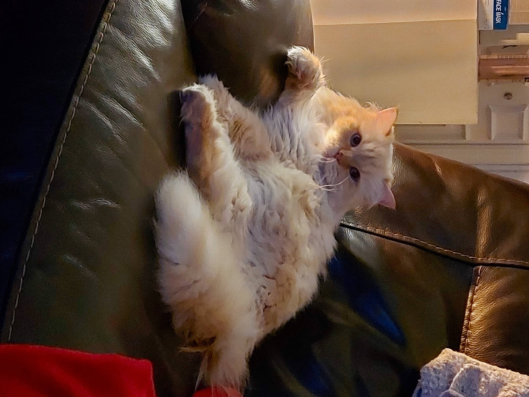 Nobel participe au concours pour gagner de l'argent avec cette photo : carnivore, cat, felidae, fur, paw, small_to_medium_sized_cats, tail, vertebrate, whiskers