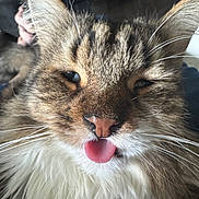 Oscar joined the competition — help win amazing prizes! cat, close_up, fluffy, tongue_out, whiskers, feline, pet, animal, cute, indoor, fur, muzzle, nose, ears, expression, portrait, face, funny, domestic_animal
