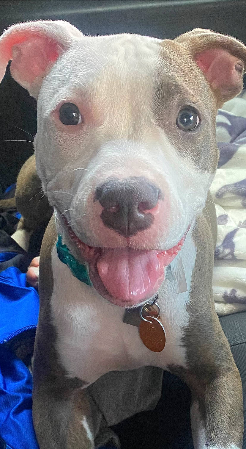 Zola joined the competition — help win amazing prizes! blue, canidae, carnivore, collar, companion_dog, dog, dog_breed, dog_collar, ear, electric_blue, fawn, flesh, pet_supply, pink, snout, sporting_group, terrestrial_animal, whiskers, working_animal, wrinkle