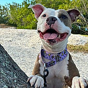 Zola is registered to the contest to win money with this photo: dog, canine, pet, animal, outdoor, tree, collar, tongue, happy, smiling, ears, paw, nature, sky, greenery, sunlight, closeup, playful, leisure, daylight