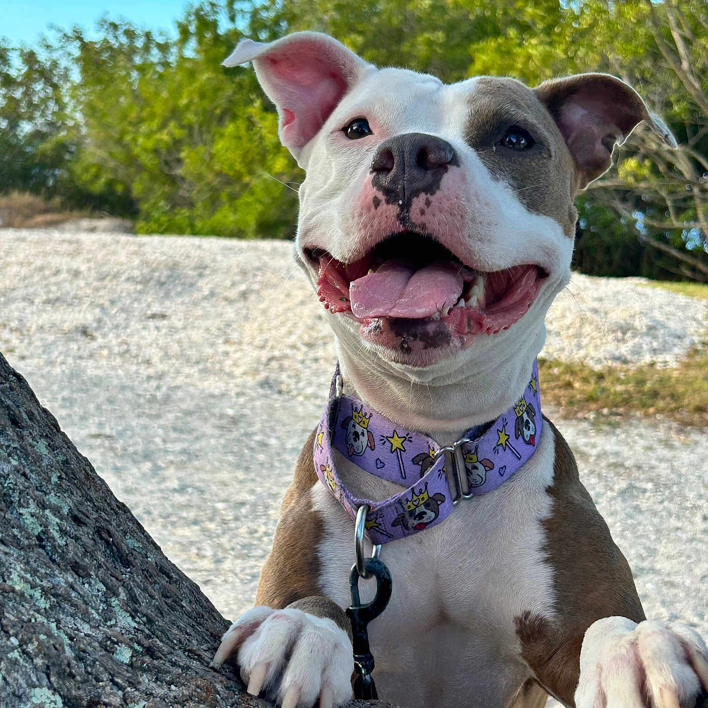 Zola