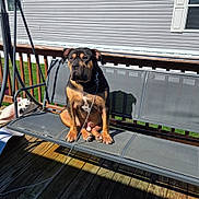 Capone joined the competition — help win amazing prizes! dog, large_dog, white_dog, bench, porch, deck, outdoor, pet, leash, sunlight, shadow, railing, swing_bench, wooden_floor, house_siding, window, sitting, relaxed, portrait, companions