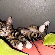 Mochi is registered to the contest to win money with this photo: cat, kitten, sleeping, tabby, paw, indoor, bed, pillow, green_pillow, orange_bedspread, relaxed, feline, cute, fur, whiskers, resting, cozy, animal, pet, adorable