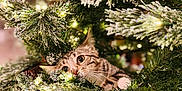 Mochi joined the competition — help win amazing prizes! cat, tabby_cat, christmas_tree, pine_branches, snow_effect, christmas_lights, holiday, decorations, greenery, indoor, festive, cute, pet, animal, whiskers, eyes, fur, playful, cozy, holiday_season