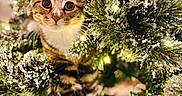 Mochi is registered to the contest to win money with this photo: animal, cat, christmas_tree, closeup, curious, cute, decorations, festive, greenery, holiday, indoors, kitten, lights, nature, paws, pet, pine, snow, tabby, whiskers