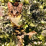 cat, kitten, tabby, christmas_tree, holiday, decorations, lights, pine, snow, festive, greenery, nature, cute, pet, animal, whiskers, paws, indoors, closeup, curious