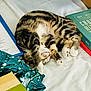 cat, tabby, sleeping, bed, white_bed, books, reading_material, fabric, green_fabric, floral_pattern, cozy, curled_up, pet, indoor, resting, animal, cute, feline, relaxing, paw