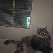 Amun joined the competition — help win amazing prizes! cat, tabby, fluffy, bed, indoor, window, blinds, resting, pet, animal, feline, domestic_cat, fur, whiskers, relaxed, sleepy, mammal, cute, cozy, night