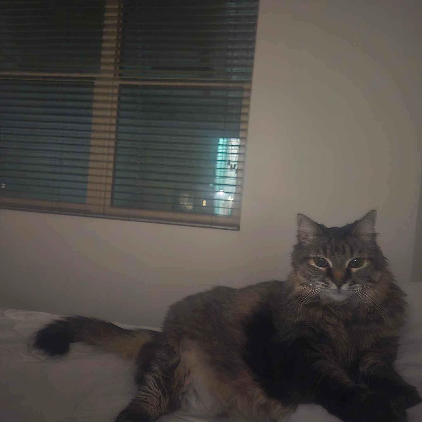 Amun joined the competition — help win amazing prizes! animal, bed, blinds, cat, cozy, cute, domestic_cat, feline, fluffy, fur, indoor, mammal, night, pet, relaxed, resting, sleepy, tabby, whiskers, window