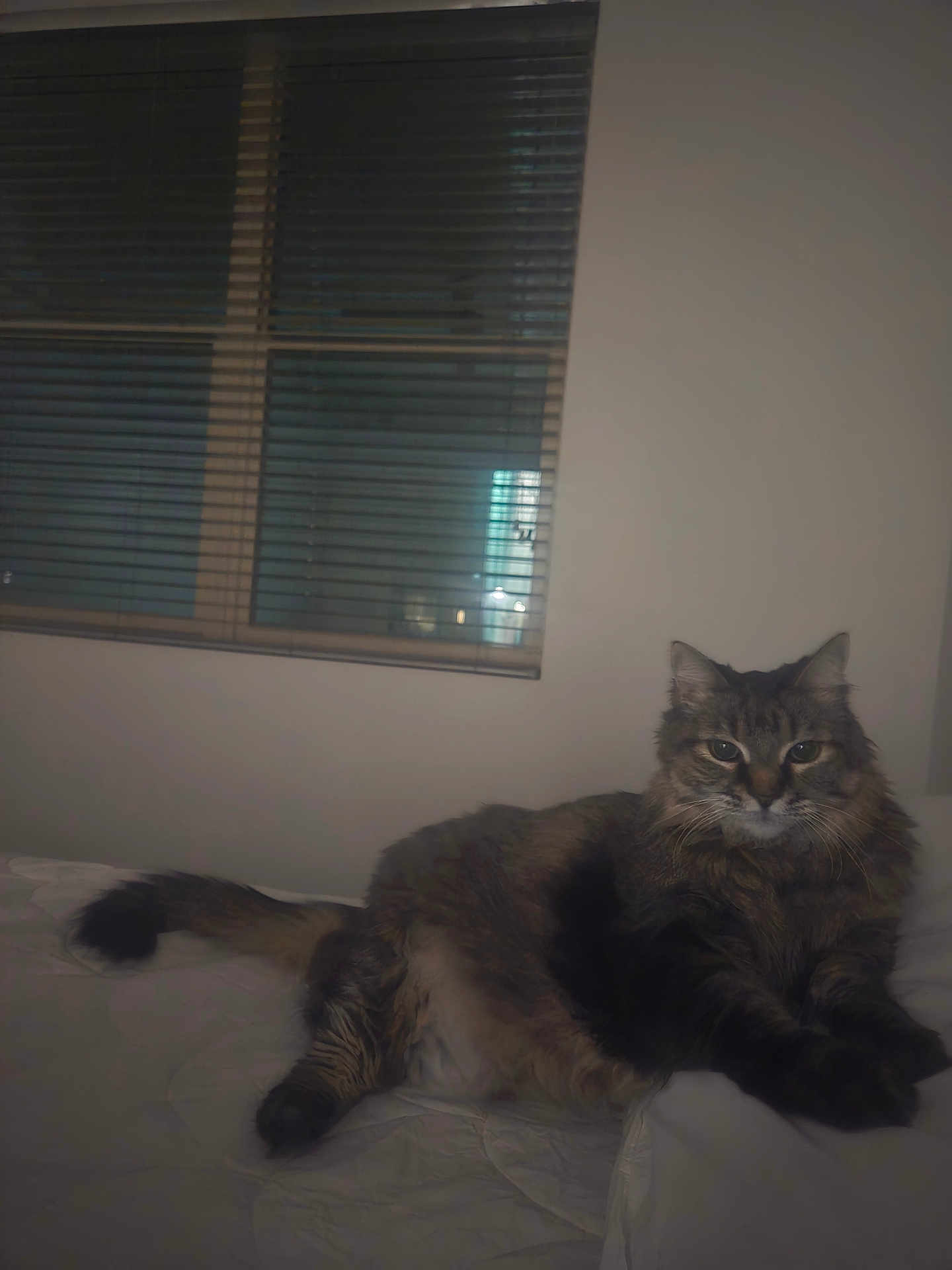 Amun joined the competition — help win amazing prizes! cat, tabby, fluffy, bed, indoor, window, blinds, resting, pet, animal, feline, domestic_cat, fur, whiskers, relaxed, sleepy, mammal, cute, cozy, night