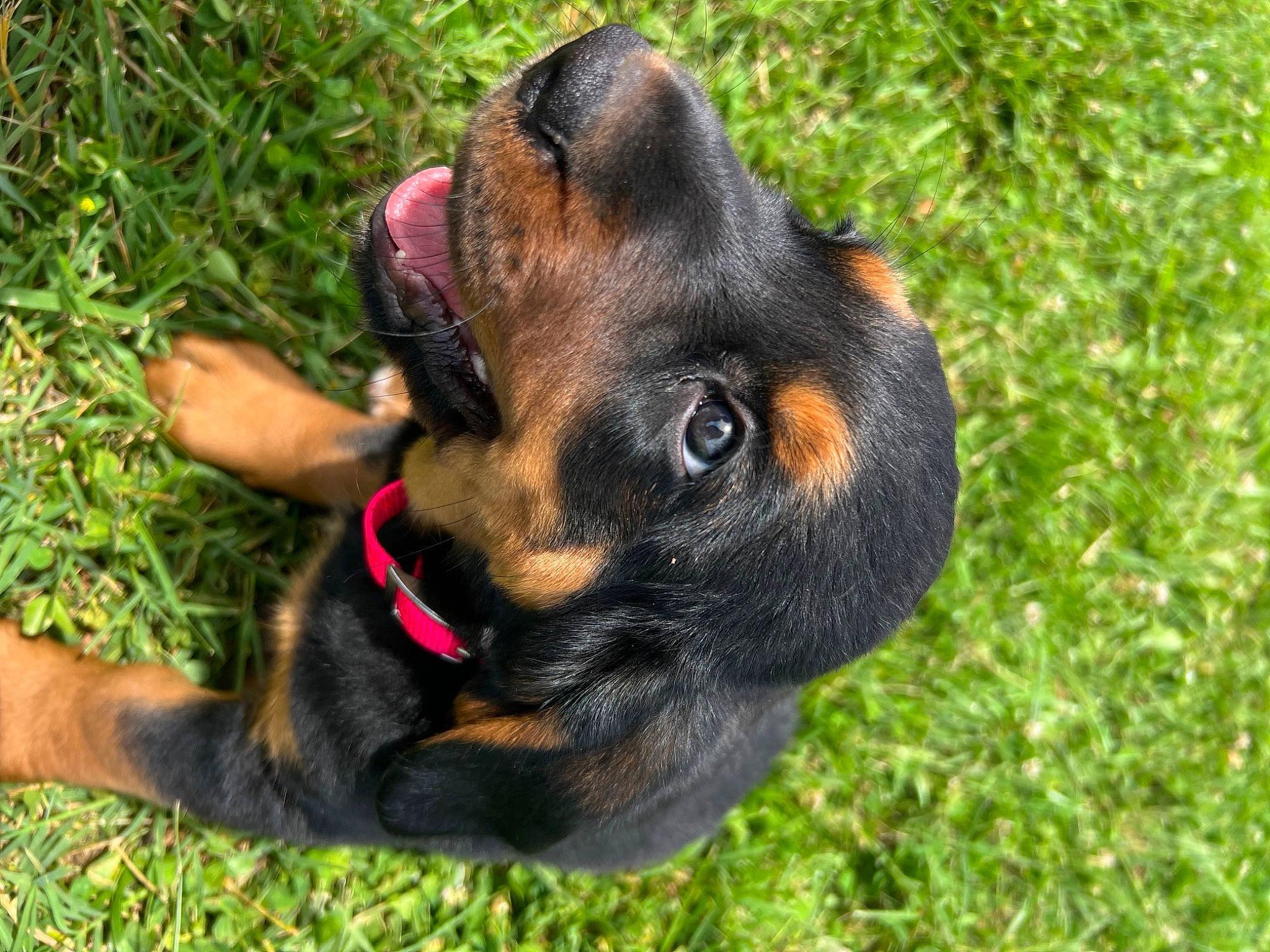 Khloe joined the competition — help win amazing prizes! canidae, carnivore, companion_dog, dog, dog_breed, ear, fawn, grass, guard_dog, hound, liver, plant, puppy, sporting_group, terrestrial_animal, terrier, toy_dog, whiskers, working_animal, working_dog