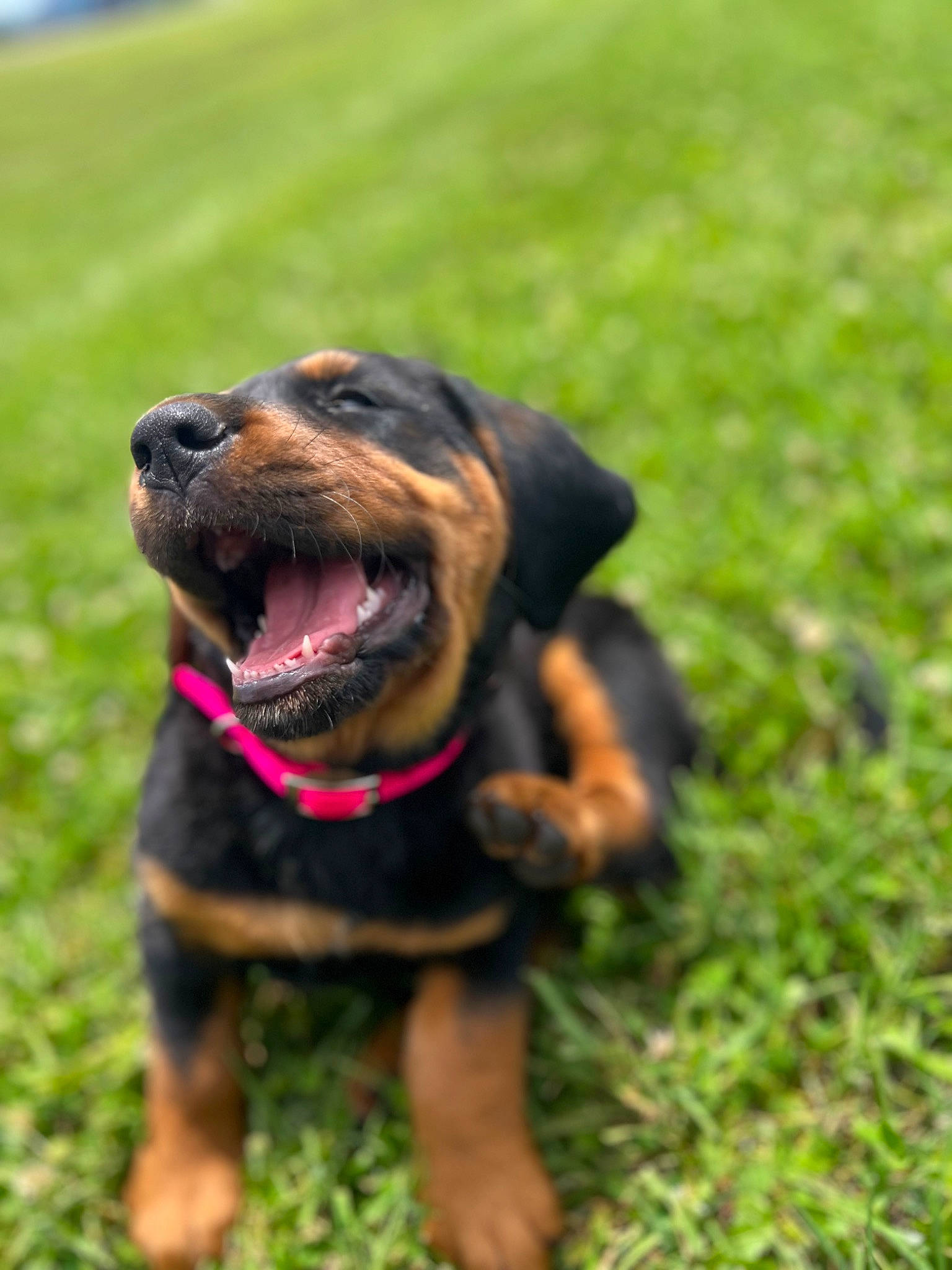 Khloe is registered to the contest to win money with this photo: austrian_black_and_tan_hound, carnivore, collar, companion_dog, dog, dog_breed, dog_collar, grass, groundcover, guard_dog, hound, liver, pinscher, plant, rottweiler, sporting_group, terrestrial_animal, whiskers, working_animal, working_dog