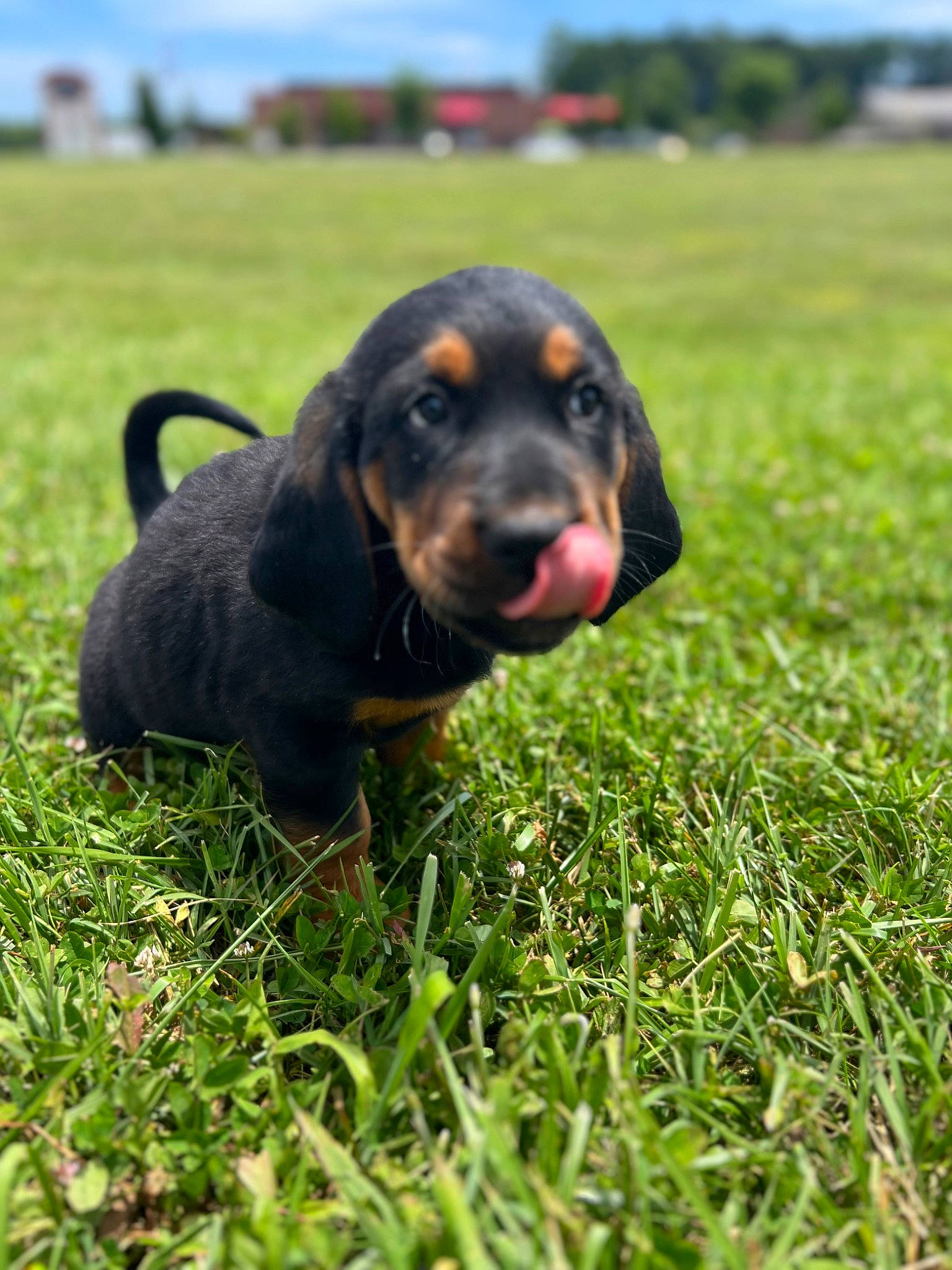 Khloe is registered to the contest to win money with this photo: canidae, carnivore, cloud, companion_dog, dog, dog_breed, field, grass, grassland, hound, pasture, plant, prairie, sky, snout, sporting_group, terrestrial_animal, tree, working_animal, working_dog