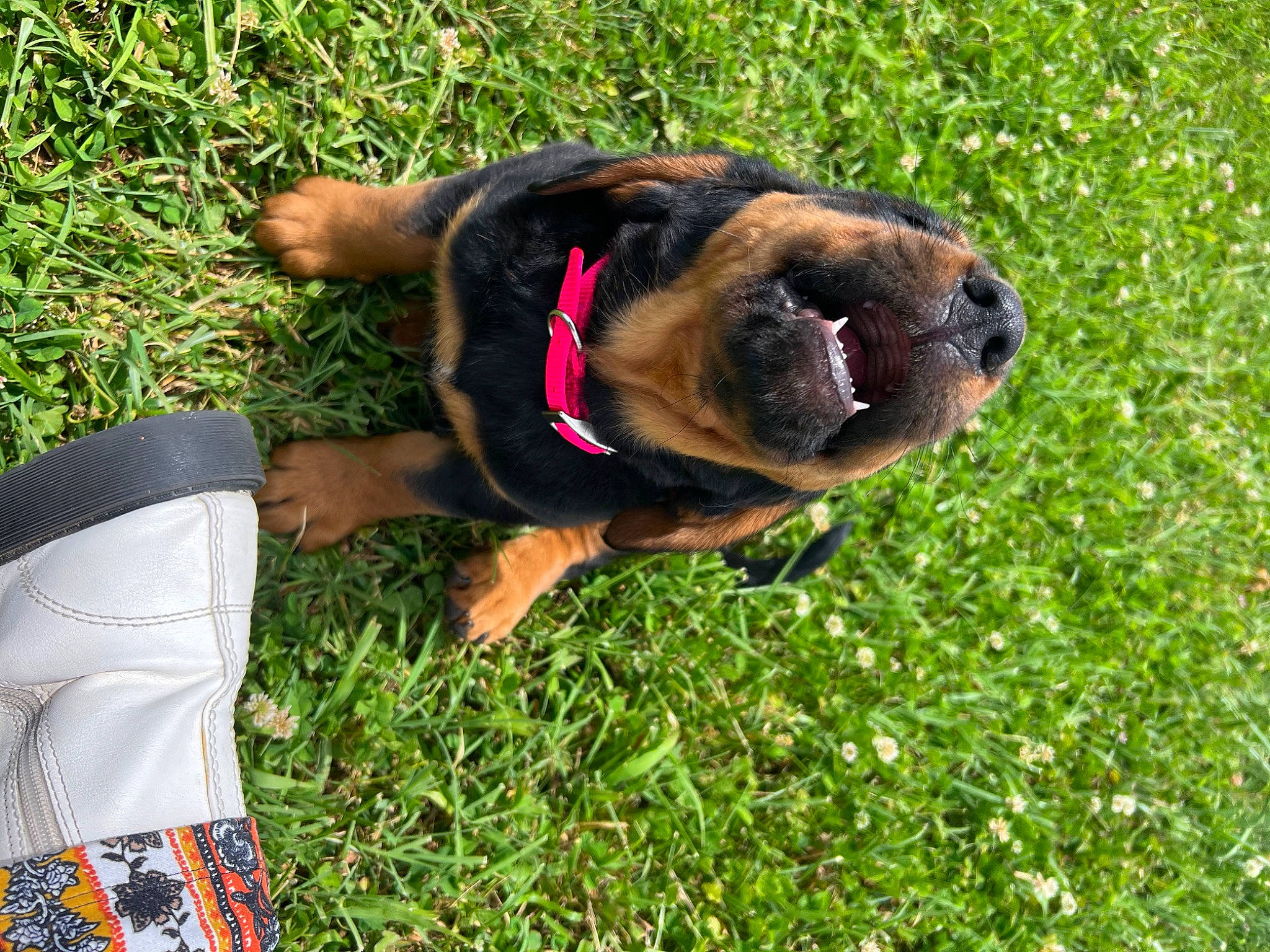 Khloe joined the competition — help win amazing prizes! canidae, carnivore, collar, companion_dog, dog, dog_breed, dog_collar, fawn, grass, guard_dog, leash, molosser, plant, snout, sporting_group, terrestrial_animal, whiskers, working_animal, working_dog, wrinkle