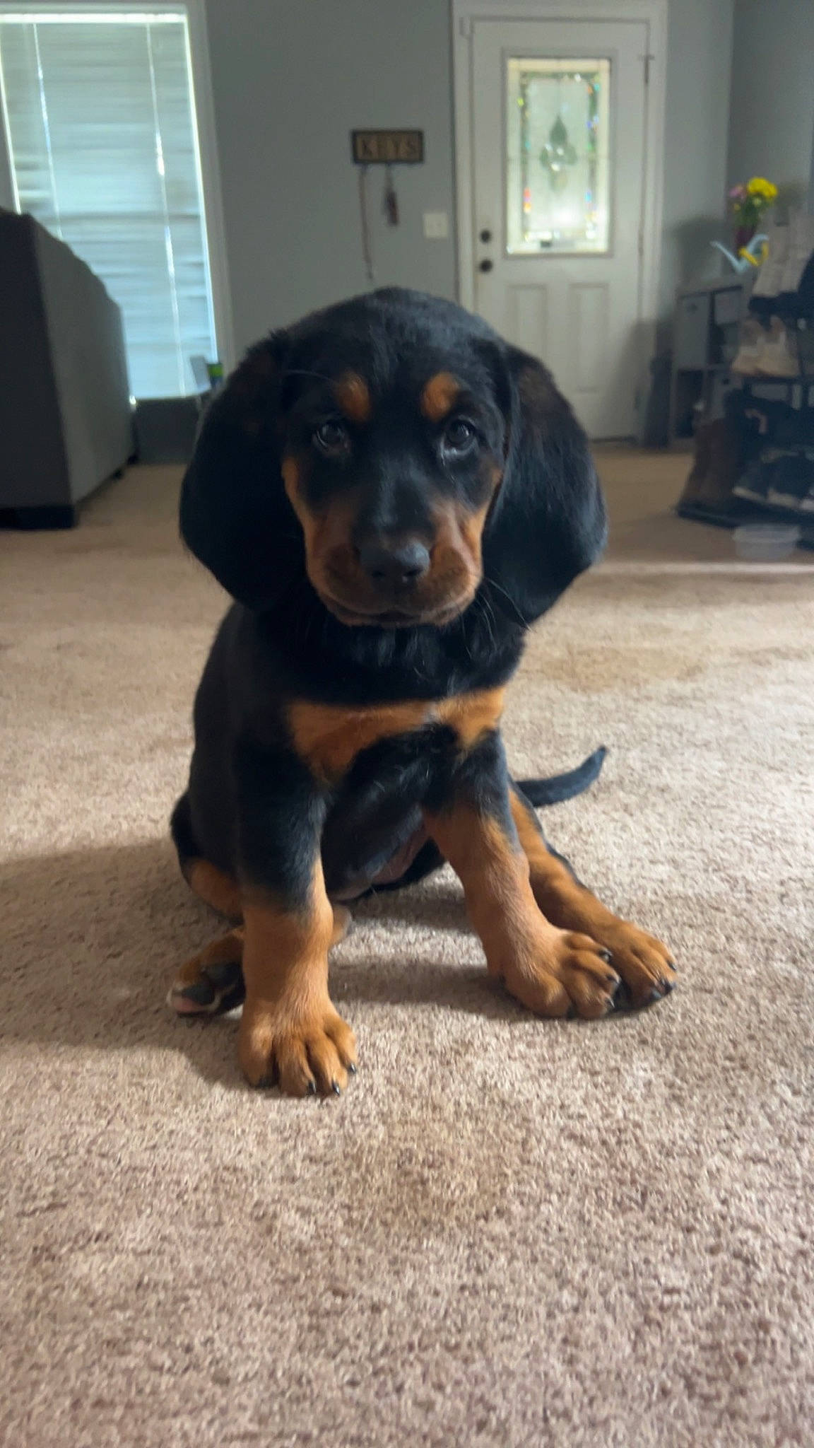 Khloe is registered to the contest to win money with this photo: canidae, carnivore, companion_dog, dog, dog_breed, door, flooring, hunting_dog, paw, rottweiler, snout, sporting_group, working_animal, working_dog