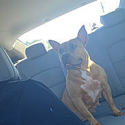 Zena joined the competition — help win amazing prizes! dog, car_interior, backseat, brown_dog, white_chest_marking, seat, headrest, daylight, window, human_arm, tattoo, casual_clothing, pet, domestic_animal, vehicle, looking, sitting, side_view, indoor, animal