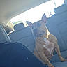 dog, car_interior, backseat, brown_dog, white_chest_marking, seat, headrest, daylight, window, human_arm, tattoo, casual_clothing, pet, domestic_animal, vehicle, looking, sitting, side_view, indoor, animal