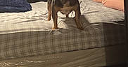 Diesel joined the competition — help win amazing prizes! dog, bed, pillow, blanket, indoor, room, mattress, plaid, furniture, floor, home, pet, animal, lighting, shadow, wall_art, decor, standing, medium_dog, calm