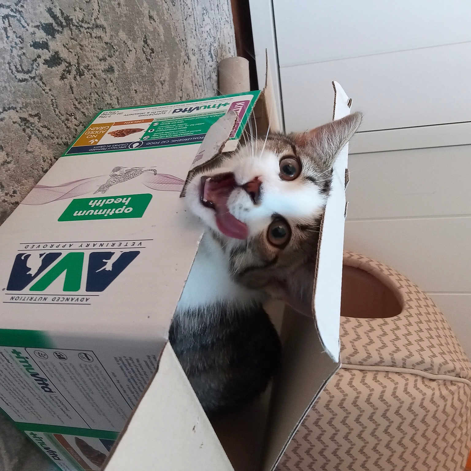 Sunday is registered to the contest to win money with this photo: box, cardboard, carnivore, carton, cat, domestic_short_haired_cat, felidae, fur, packaging_and_labeling, packing_materials, paper_product, paw, pet_supply, photo_caption, shipping_box, small_to_medium_sized_cats, tail, whiskers