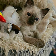 Blue is registered to the contest to win money with this photo: kitten, cat, blue_eyes, fluffy, plush_toy, unicorn, soft_blanket, cozy, cute, pet, indoor, close_up, animal, young, whiskers, fur, resting, domestic_cat, relaxed, feline