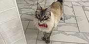 Stormy joined the competition — help win amazing prizes! cat, fluffy, blue_eyes, red_bow_tie, marble_floor, indoor, curious, pet, animal, whiskers, tail, domestic_cat, looking_up, feline, home, floor_tiles, cute, alert, striped, standing