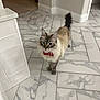 cat, fluffy, blue_eyes, red_bow_tie, marble_floor, indoor, curious, pet, animal, whiskers, tail, domestic_cat, looking_up, feline, home, floor_tiles, cute, alert, striped, standing