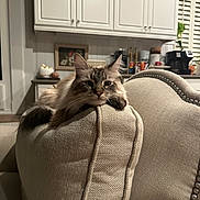 Stormy is registered to the contest to win money with this photo: cat, furniture, couch, indoor, pet, relaxed, beige, texture, home, living_room, animal, fluffy, face, ears, whiskers, wood, cabinet, plant, decor, window