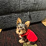 dog, puppy, small_dog, yorkshire_terrier, red_shirt, pet, sitting, carpet, rug, couch, living_room, cute, ears, fur, eyes, portrait, indoor, home, furniture, curious