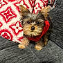 Louie is registered to the contest to win money with this photo: dog, puppy, small_dog, yorkie, pup, red_sweater, couch, pillow, patterned_pillow, indoor, cozy, fur, ears, big_eyes, nose, looking_at_camera, portrait, home, fabric, sitting