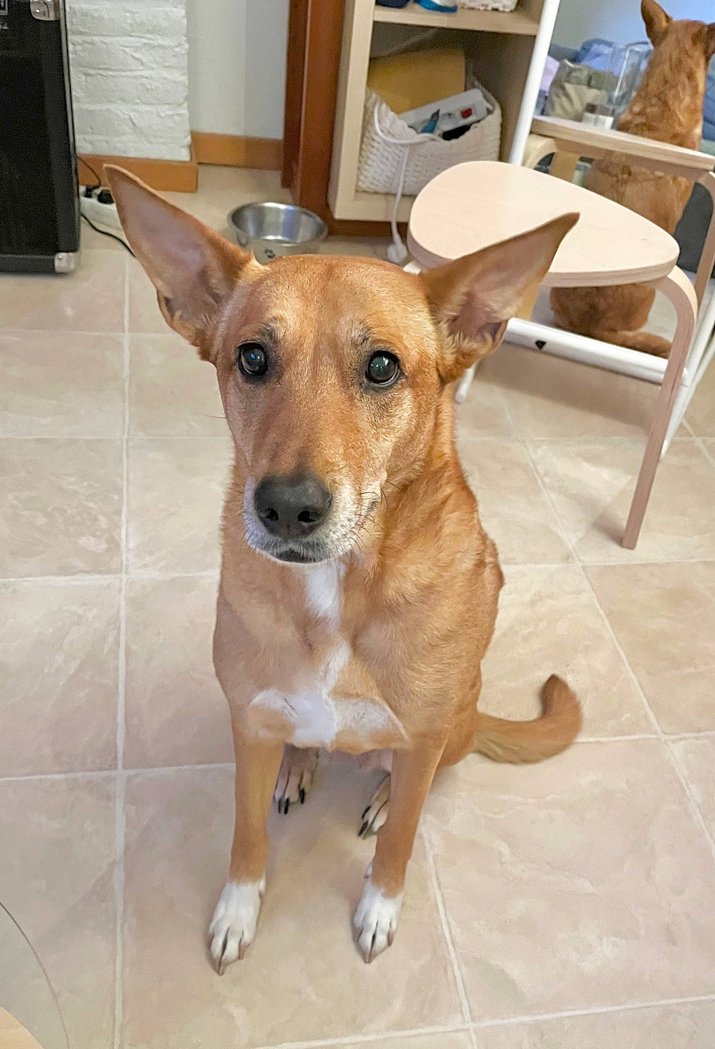 Ninja a rejoint le concours — aidez-le/la à gagner de superbes lots ! canidae, carnivore, chair, collar, companion_dog, dog, dog_breed, ear, fawn, floor, flooring, fur, furniture, hardwood, head, snout, sporting_group, whiskers, wood, working_animal