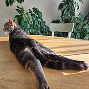 Billy participe au concours pour gagner de l'argent avec cette photo : cat, tabby, table, wood, plant, green_plant, chair, indoor, relaxed, pet, animal, feline, paw, hind_leg, stretching, sunlight, home, domestic, fur, whiskers