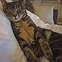 cat, tabby, feline, pet, bed, white_bedding, relaxed, indoor, cozy, sleepy, animal, home, cushion, plant, fur, whiskers, ears, resting, comfortable, closeup