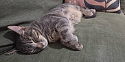 Billy a rejoint le concours — aidez-le/la à gagner de superbes lots ! cat, sleeping, tabby, gray_cat, couch, sofa, indoor, cozy, pet, feline, relaxed, fur, whiskers, pillow, home, resting, animal, nap, comfort, domestic