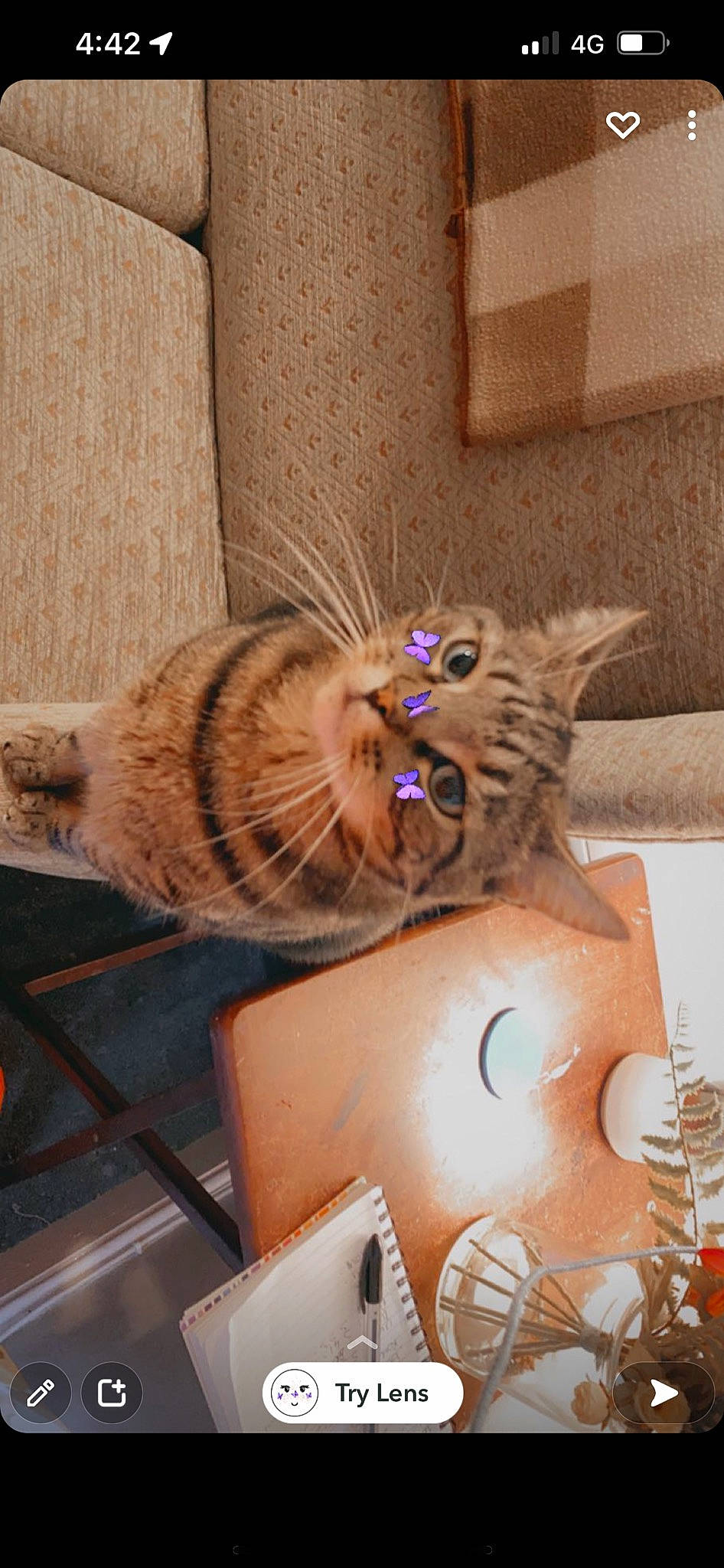 Colin joined the competition — help win amazing prizes! art, big_cats, carnivore, cat, claw, domestic_short_haired_cat, fashion_accessory, fawn, feather, felidae, fur, holiday, small_to_medium_sized_cats, snout, tail, terrestrial_animal, toy, visual_arts, whiskers, wood